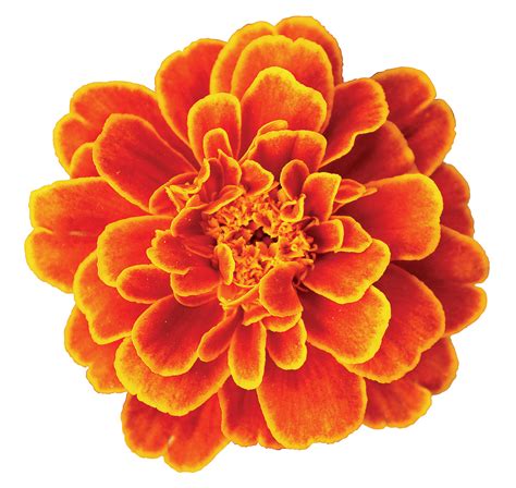 The chemistry behind marigolds’ pest-control power