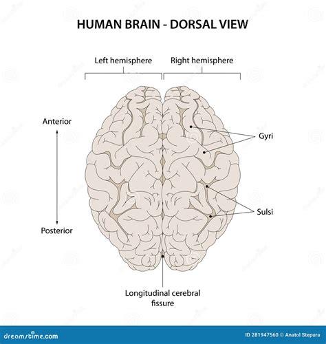 Dorsal View of the Human Brain. Stock Vector - Illustration of view, healthcare: 281947560