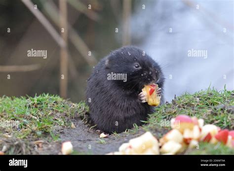 Water vole eating Stock Photo - Alamy