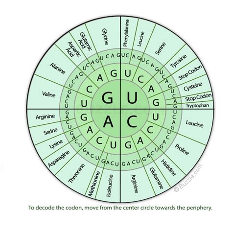 Solved Use your codon chart to determine the amino acid | Chegg.com