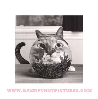 Distorted Cat - Funny Animals, Funny Cats, Funny Dogs, Funny Pets