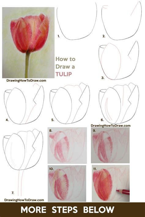 How to Draw Tulips with Colored Pencils Easy Step by Step Drawing Tutorial – How to Draw Step by ...