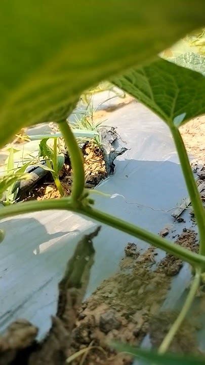 cucumber 🥒🥒 farming #pop #song #lyrics #viralshort #nature #ridge #levitating - YouTube