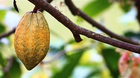 Cocoa Farming in Nigeria - Veggie Grow