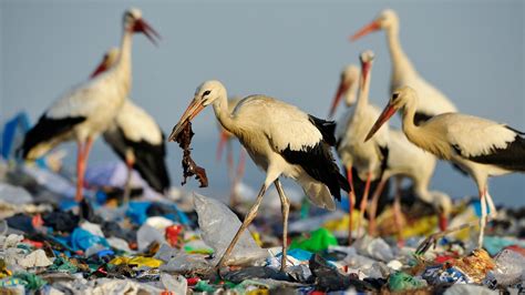 Effects Of Plastic Pollution On Animals