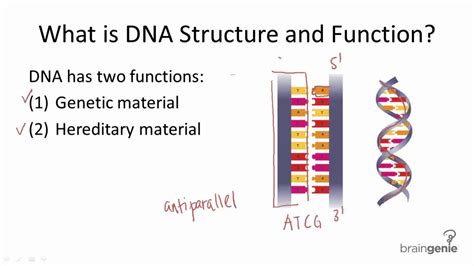 10.1 DNA Structure and Function - YouTube