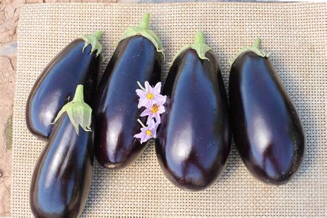 10 Eggplant Varieties Fresh for 2019 - Growing Produce