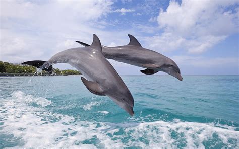 nature, Animals, Wildlife, Dolphin Wallpapers HD / Desktop and Mobile ...