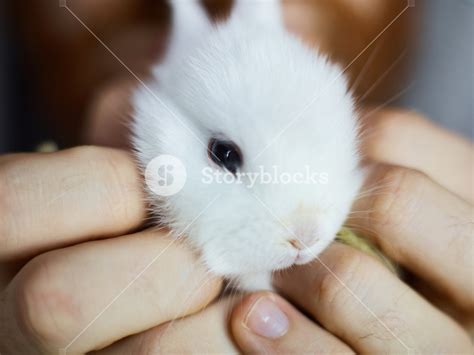 Human holding dwarf white baby-bunny Royalty-Free Stock Image - Storyblocks