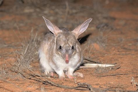 Animal Conservation Organisation | Australian Wildlife Conservancy