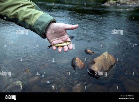 Baby salmon are called fry hi-res stock photography and images - Alamy