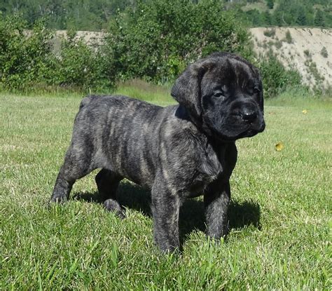 Pin on Mastiff (English Mastiff)