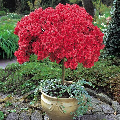 Azalea (Standard) - Patio Plants - Van Meuwen | Patio plants, Plants ...