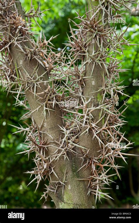 Black Locust Tree Thorns