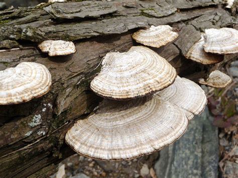 tree trunk fungus identification - Casie Peoples