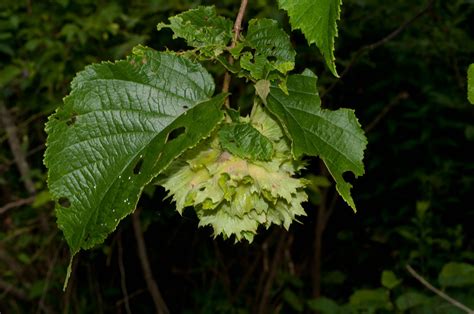 American Hazelnut American Hazelnut, Plant Leaves, Herbs, Fruit, Plants, Herb, Plant, Planets ...