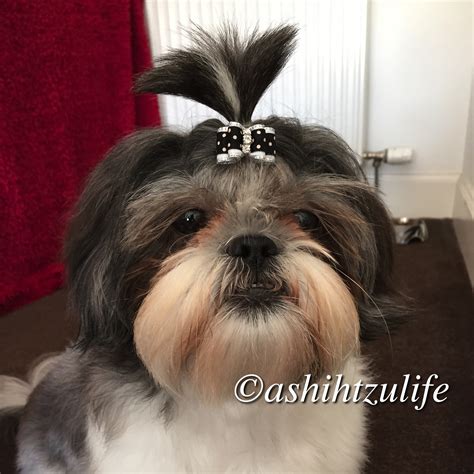 Black and White Bows - A Shih Tzu Life