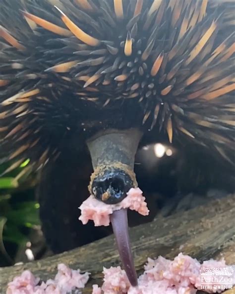 Weird But Captivating Moment Echidna Eats By Protruding Long Tongue - News RealPress