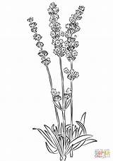 Lavender coloring Page  Free Printable Coloring Pages sketch template