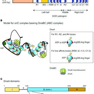 | Structures of oriC, DnaA and the complex bearing DnaA and DnaBC. (A)... | Download Scientific ...