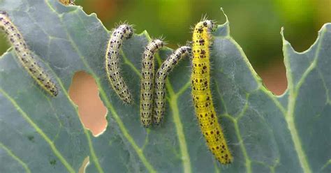 How To Control The Caterpillars Eating Your Garden | Insecticida