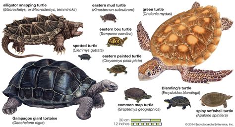 Habitats, diets, and characteristics of turtles | Britannica