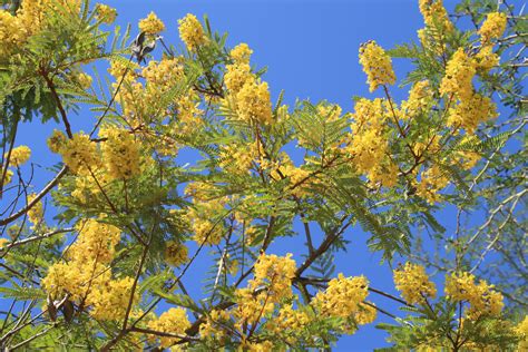 African Weeping Wattle - Tree with Yellow Flowers