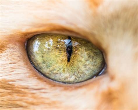 Les captivantes macrophotographies d’œil de chats d’Andrew Marttila ! | Oeil de chat ...