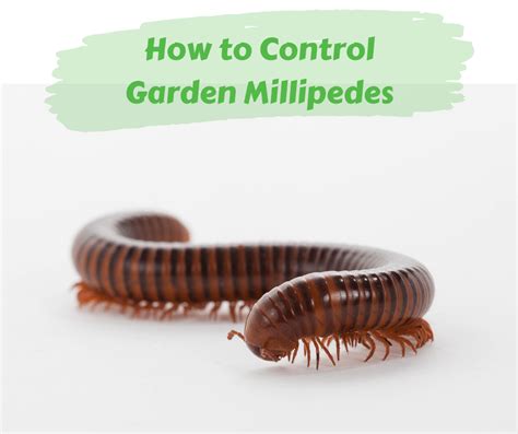 How to Control Garden Millipedes – Maggie's Farm Ltd