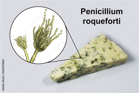 Roquefort cheese and fungi Penicillium roqueforti, used in its production, photo and 3D ...