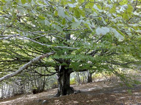 EL ÁRBOL HAYA O FAGUS SYLVATICA: CUIDADOS, CULTIVO, Y MÁS