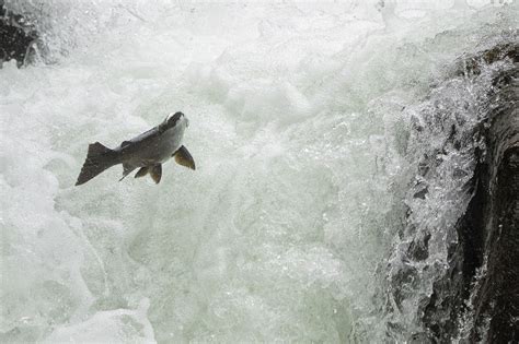 Salmon Migration - Wildlife Critiques - Nature Photographers Network