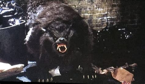 "An American Werewolf in London": Werewolf Horror at Its Finest ...