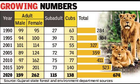 Gujarat now home to 674 lions, 29% growth in population | Ahmedabad ...