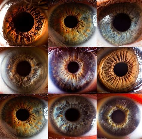 Iridology | Color analysis | Pinterest