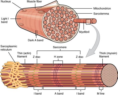 Difference Between Myofibril and Muscle Fiber | Compare the Difference ...