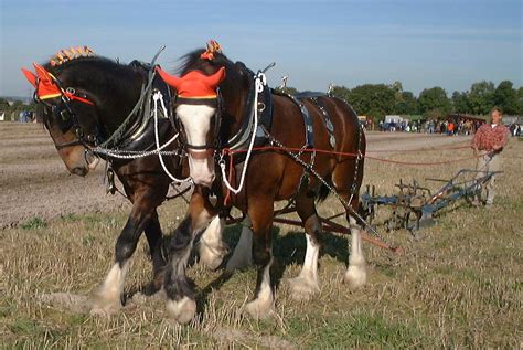 File:Shire horses ploughing.jpg - Wikipedia