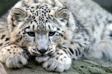 Snow leopard (Uncia uncia) - Wild Cats Magazine