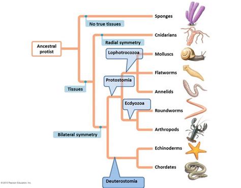 Ecdysozoa - Alchetron, The Free Social Encyclopedia