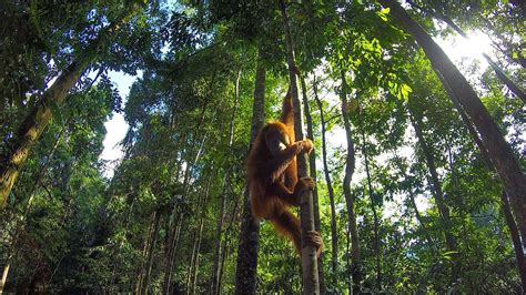 Where Do Orangutans Live? - WorldAtlas