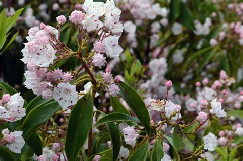 Mountain Laurel: A Shade-Tolerant Native With Beautiful Blossoms ...