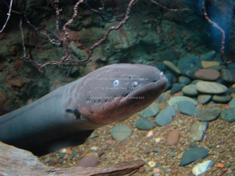 Electric Eel Water Gray Cute Fish Rocks #zSL