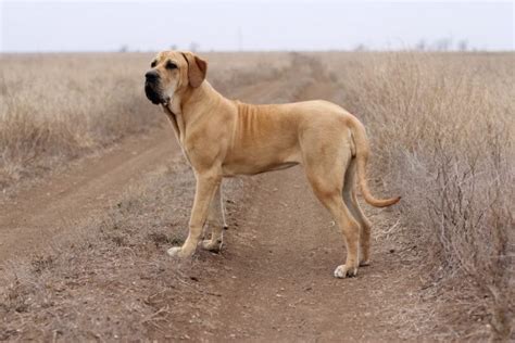 Fila Brasileiro : Facts, Puppy, Breeders, Characteristics, Temperament | Animals Adda