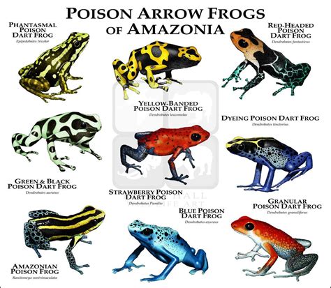 Poison Dart Frogs of Amazonia Fine Art Print | Poison arrow frog, Poison dart frogs, Dart frog