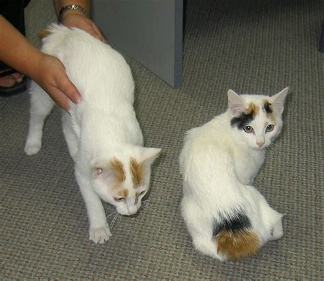 Japanese Bobtail Cat: Personality, Care & Unique Traits of the Japanese ...