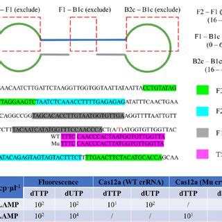 Point mutation detection with UCLD technology. (A) Illustration of LAMP... | Download Scientific ...