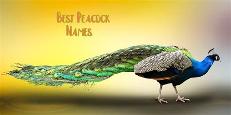 140+ Best Peacock Names - Inspiring Name Ideas For Your Pet Peacock - PetPress