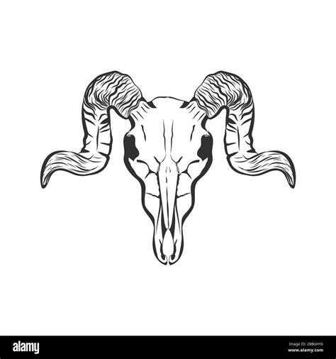 Animal skull with horns isolated on white background. Skull tattoo design Stock Vector Image ...