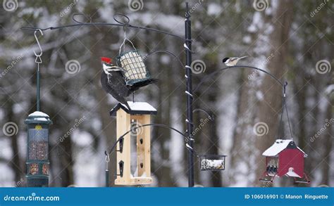 Winter Bird Feeding Station - Pileated Woodpecker Stock Image - Image of bird, feathers: 106016901