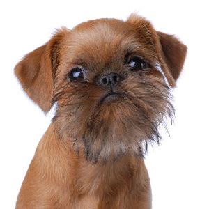 Brussels Griffon Facts - Wisdom Panel™ Dog Breeds